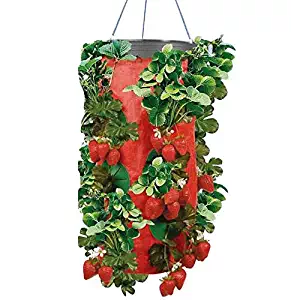 Best Aero Garden Rosemary Seed Pods