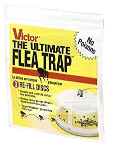 Best Home Flea Treatment Pet Safe