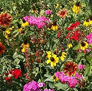 Best Butterfly Garden Mix