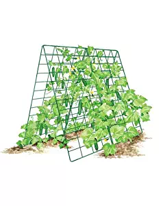 Best Garden Trellis For Climbing Cucumbers