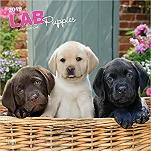 Best 2018 Puppy Desk Calendar