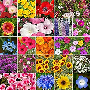 Best Butterfly Garden Mix