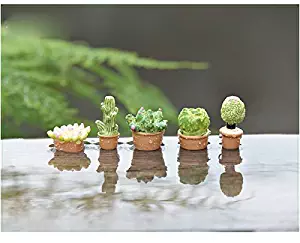 Best Tony’s Fairy Garden