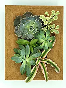 Best 7 Pockets Vertical Garden Wall Planter