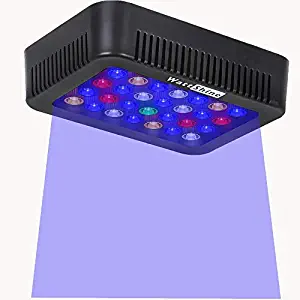 Best Coral Led Lighting For Saltwater Aquarium