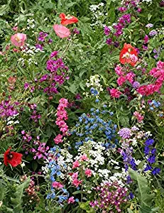 Best Butterfly Garden Mix