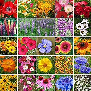 Best Butterfly Garden Mix