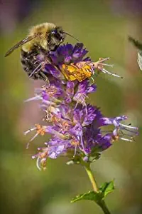 200 Seeds Agastache Foeniculum Anise Hyssop Licorice Mint #BRTM