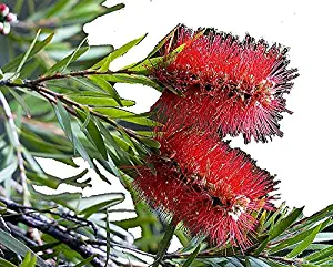 Little John Dwarf Bottlebrush Tree Live Plant Rare Miniature Flowering Shrub Bonsai Starter Size 4 Inch Pot Emerald Tm